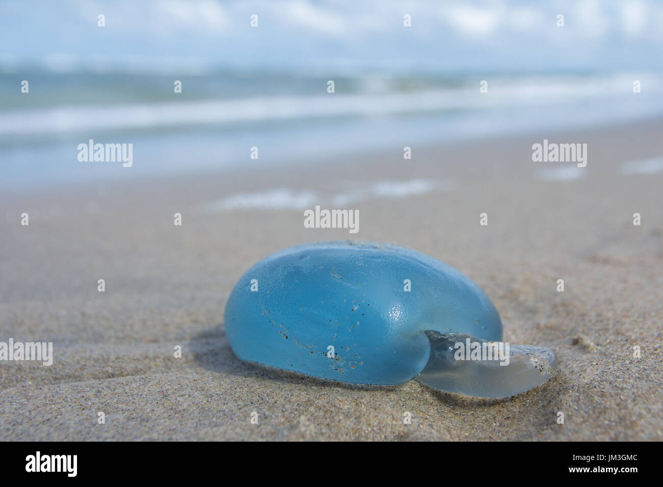 blue barrel jellyfish washed up on Kijkduin beach, The Hague, the Netherlands Stock Photo