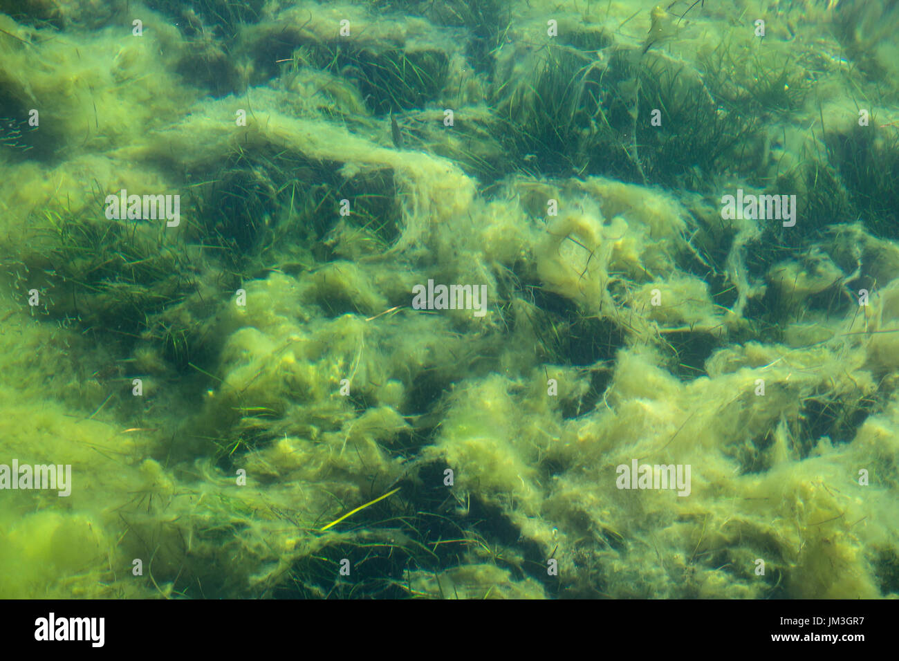 Marine Plankton Stock Photo