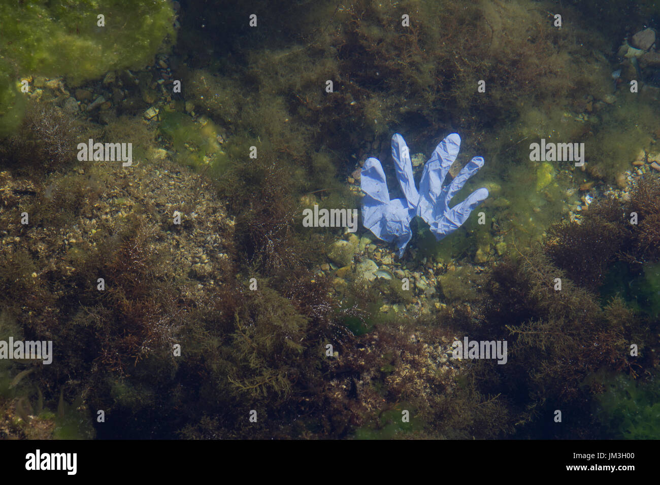 Marine Plankton Stock Photo