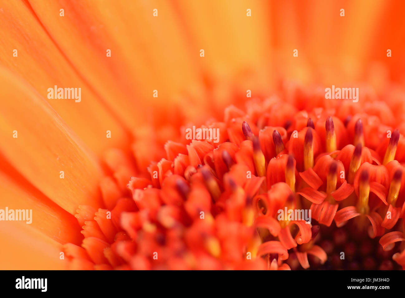 Macro details of orange colored Daisy flower in horizontal frame Stock Photo