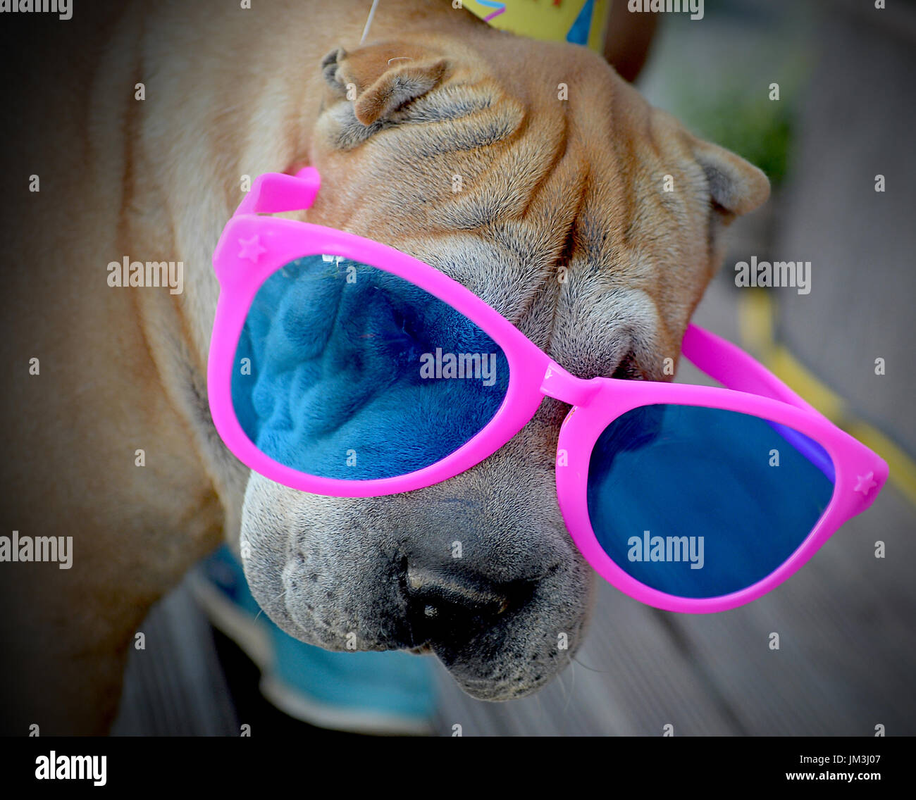 dog portrait with pink sunglasses Stock Photo