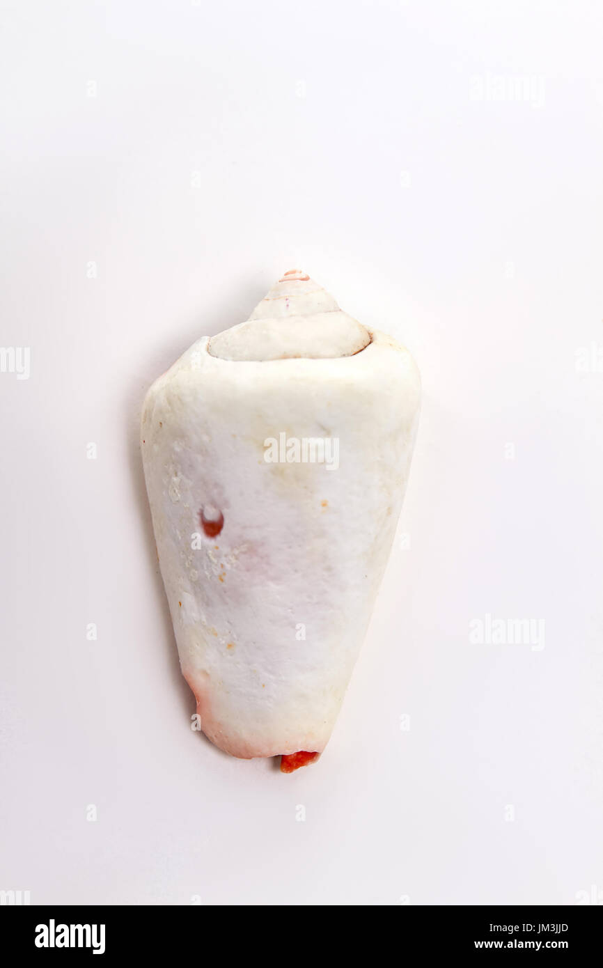 Vertical image of white sea shell. Object of sea life, front view Stock ...