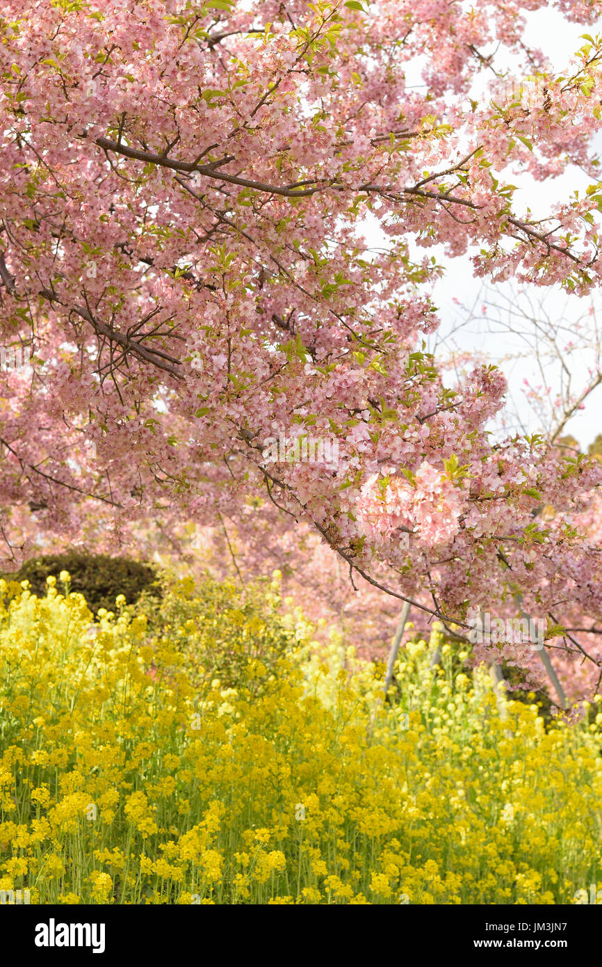 Spring Landscape of Pink Cherry Blossoms branches in Japan Stock Photo ...