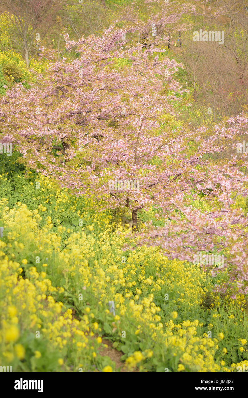 Spring Landscape of Pink Cherry Blossoms branches in Japan Stock Photo ...