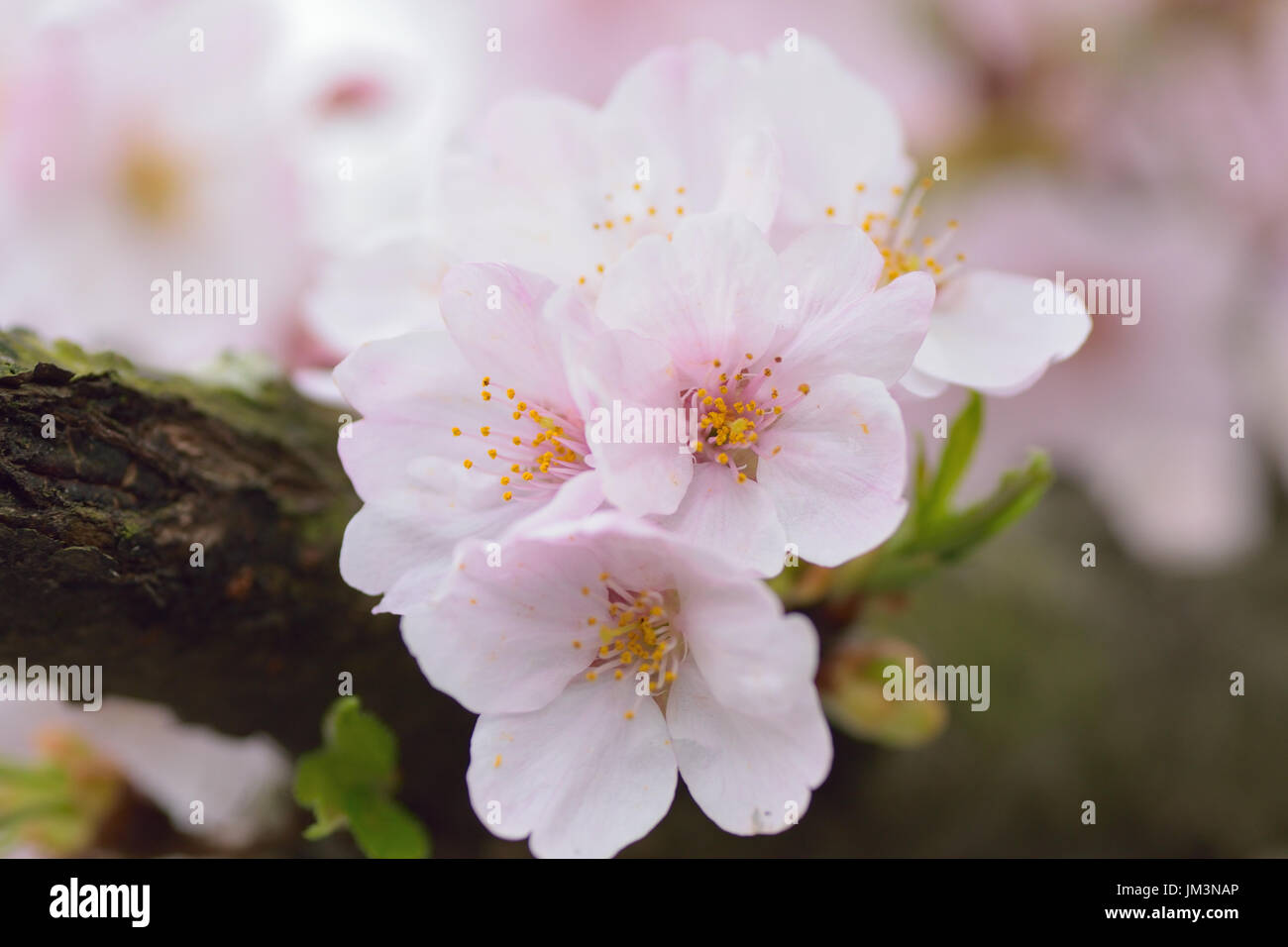 Macro details of white somei yoshino Cherry blossom branches in horizontal frame Stock Photo