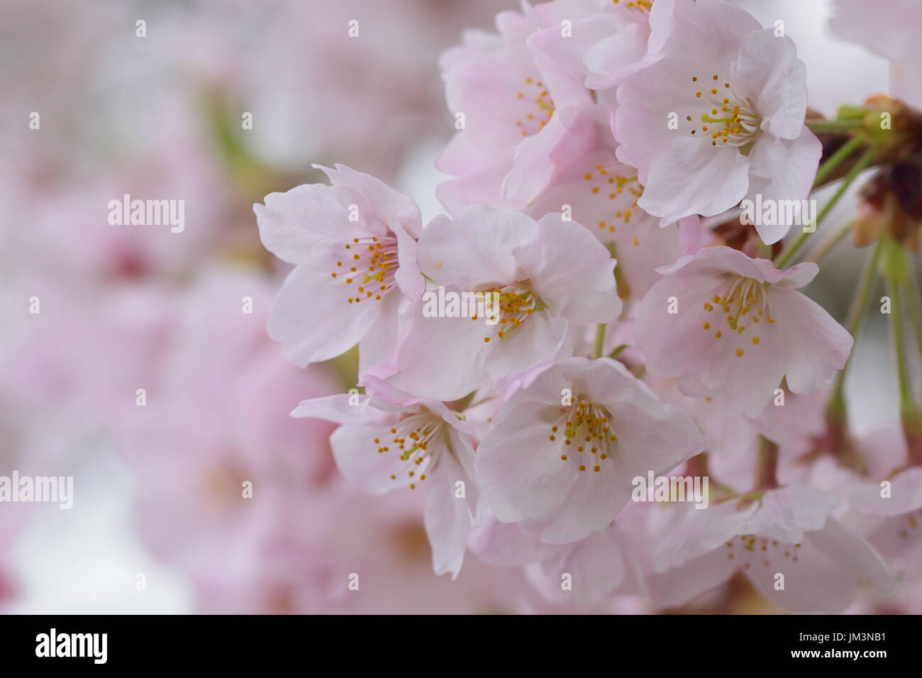 Macro details of white somei yoshino Cherry blossom branches in horizontal frame Stock Photo