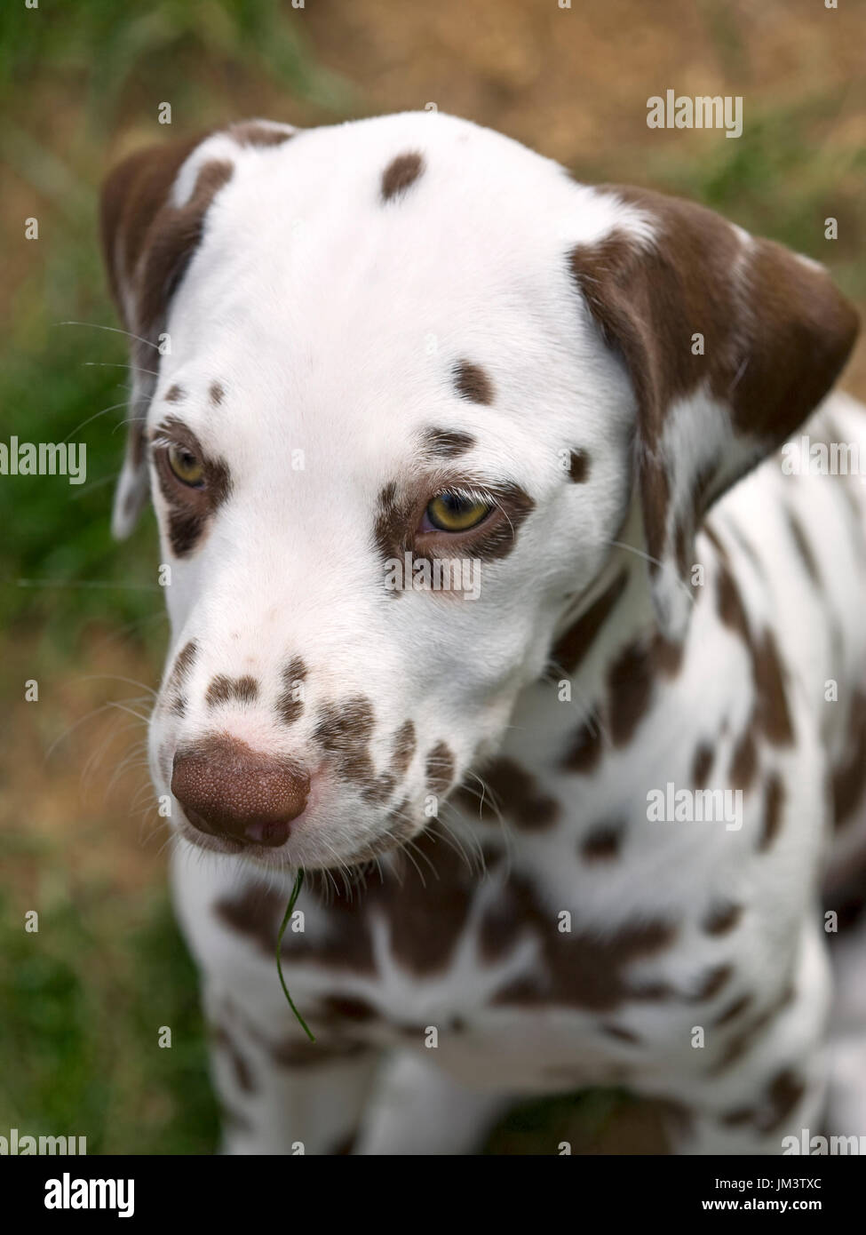 Headshot Of A Liver Colored Dalmatian Puppy Stock Photo Alamy