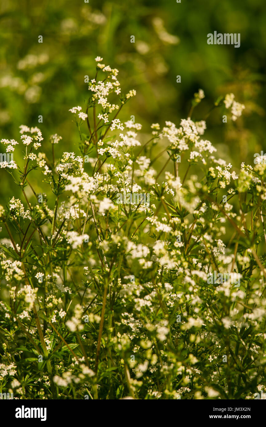 A beautiful white bedstraws blossoming in a summer meadow. Vibrant closeup with a shallow depth of field. Stock Photo