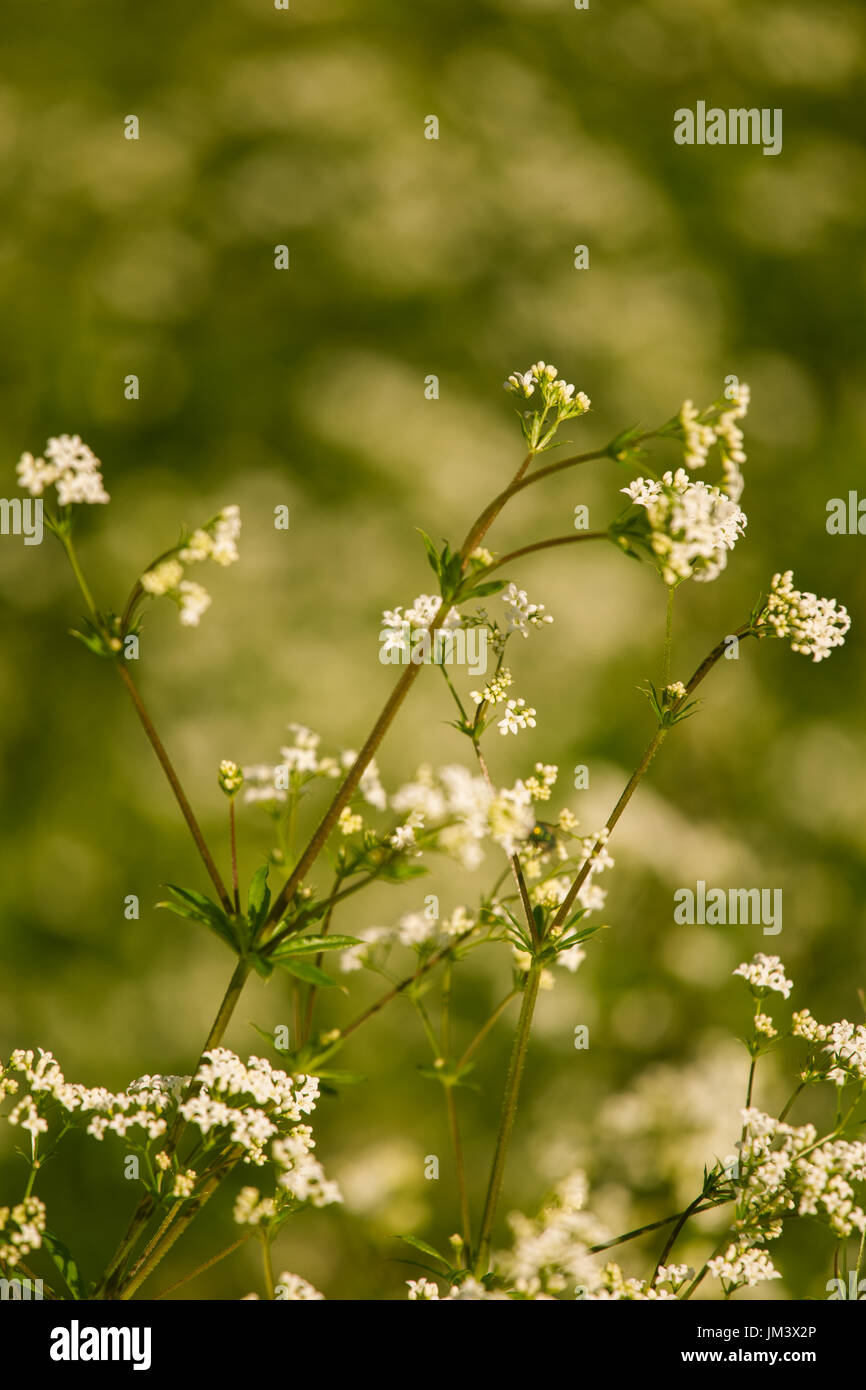 A beautiful white bedstraws blossoming in a summer meadow. Vibrant closeup with a shallow depth of field. Stock Photo