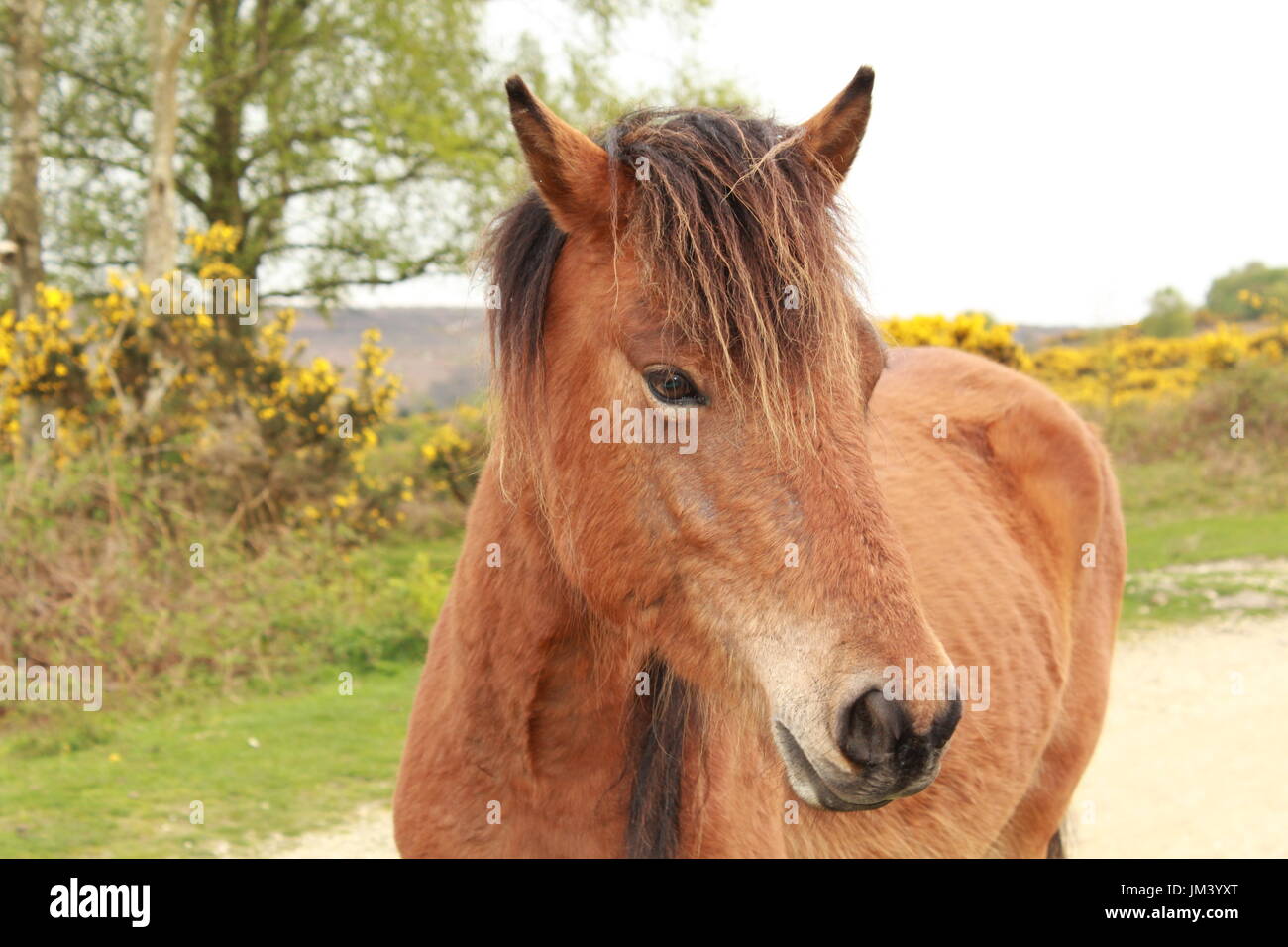 New Forest pony Stock Photo