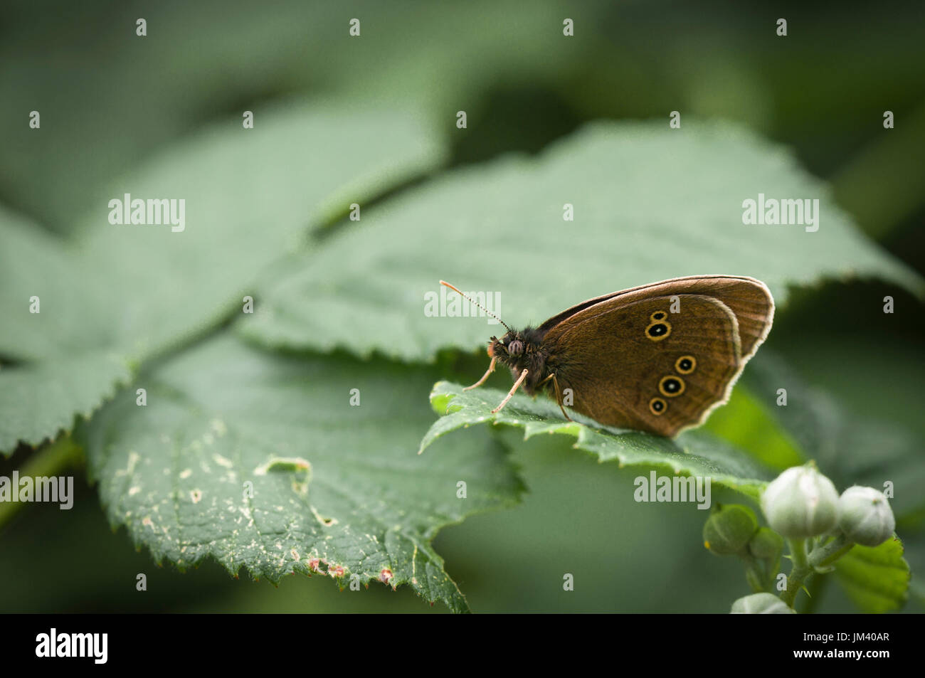 A close up image of a Ringlet Butterfly, Aphantopus hyperantus, at rest on a leaf in the woodland at Potteric Carr Nature Reserve, Yorkshire, England Stock Photo