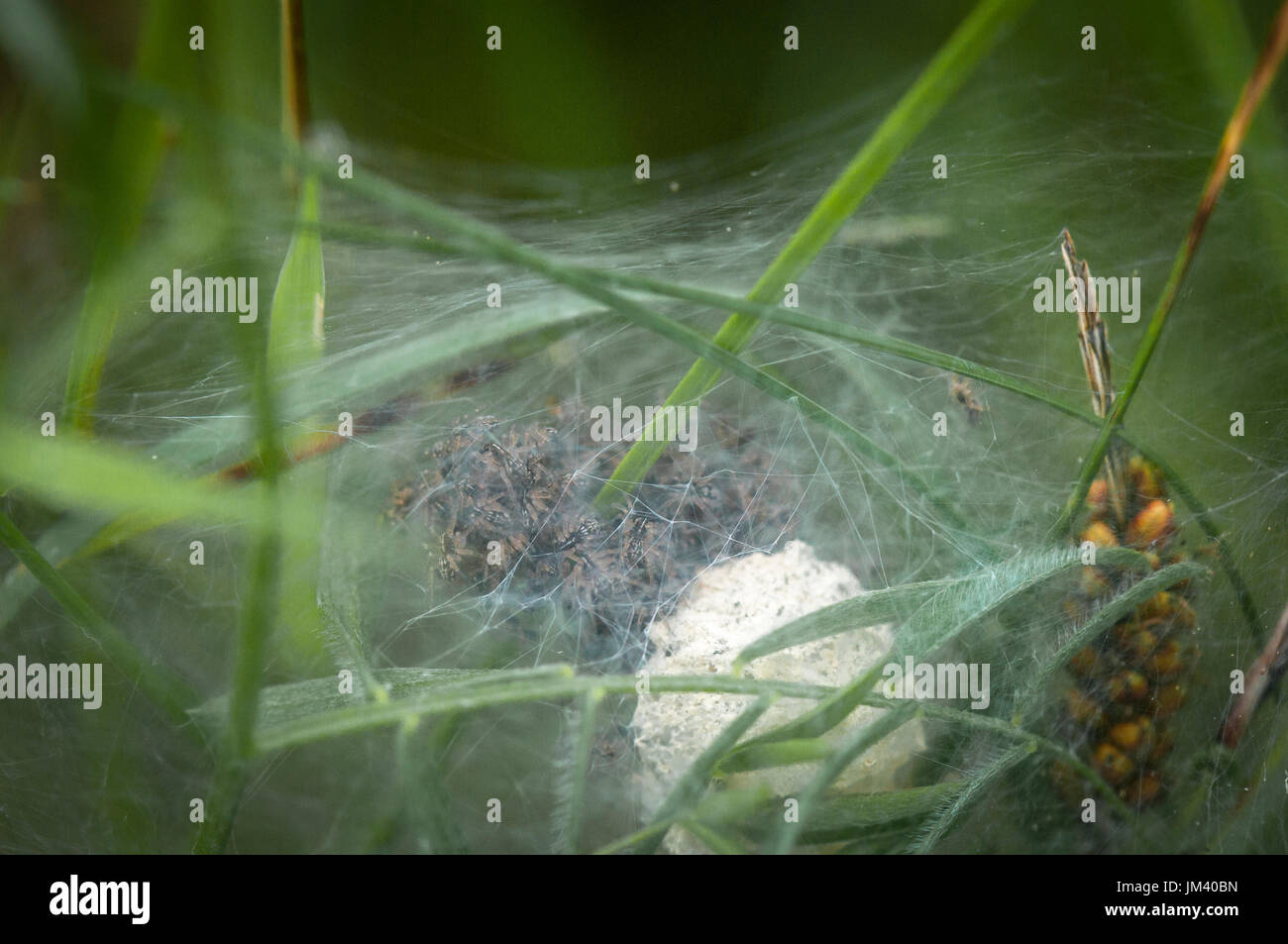 A close up image of a Labyrinth Spiders, Angelena labyrinthica, nest full of spiderlings, taken at Heysham Nature Reserve, Lancashire, England Stock Photo