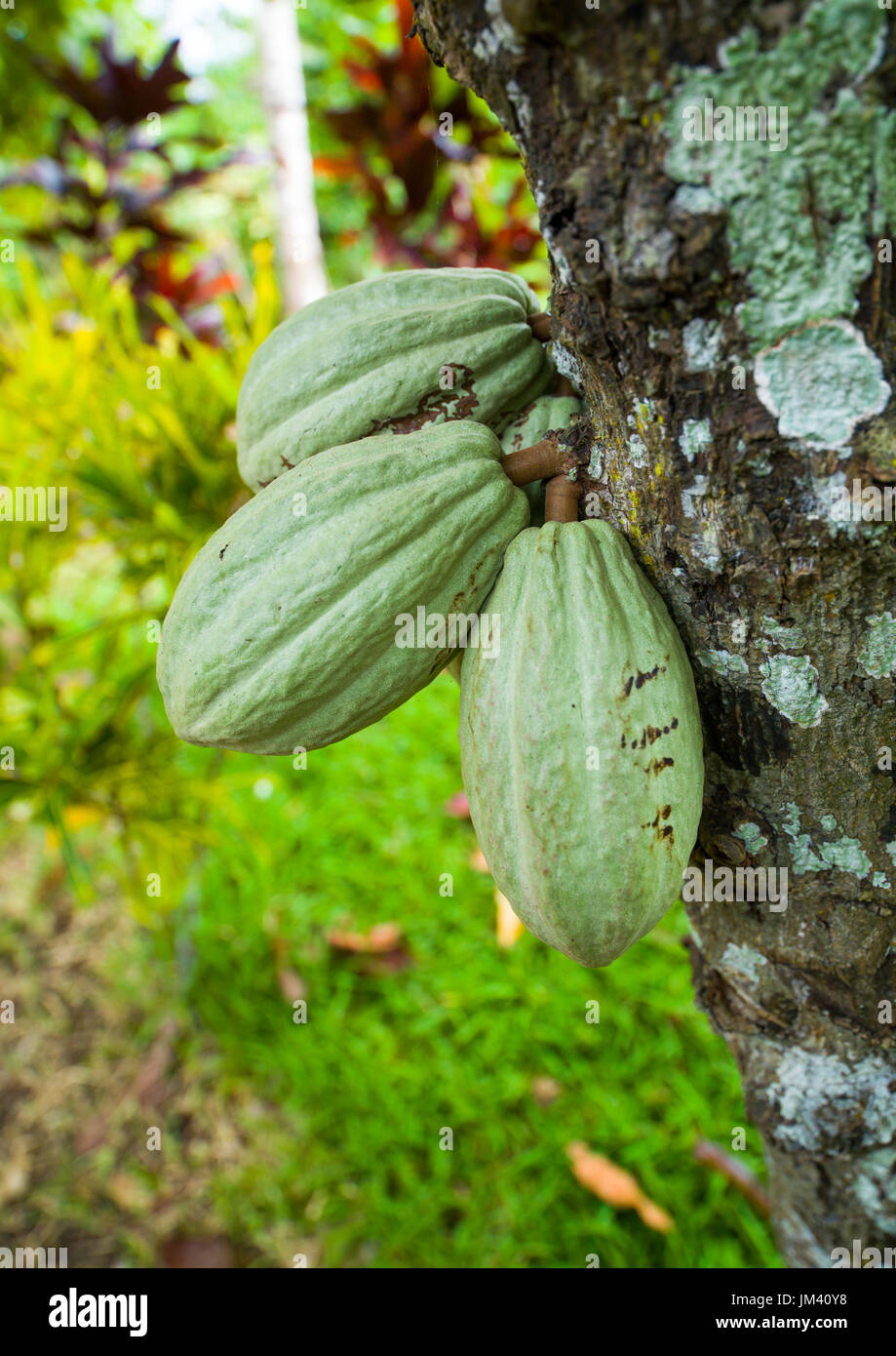 Cocoa plants with fruit growing, Malampa Province, Malekula Island, Vanuatu Stock Photo