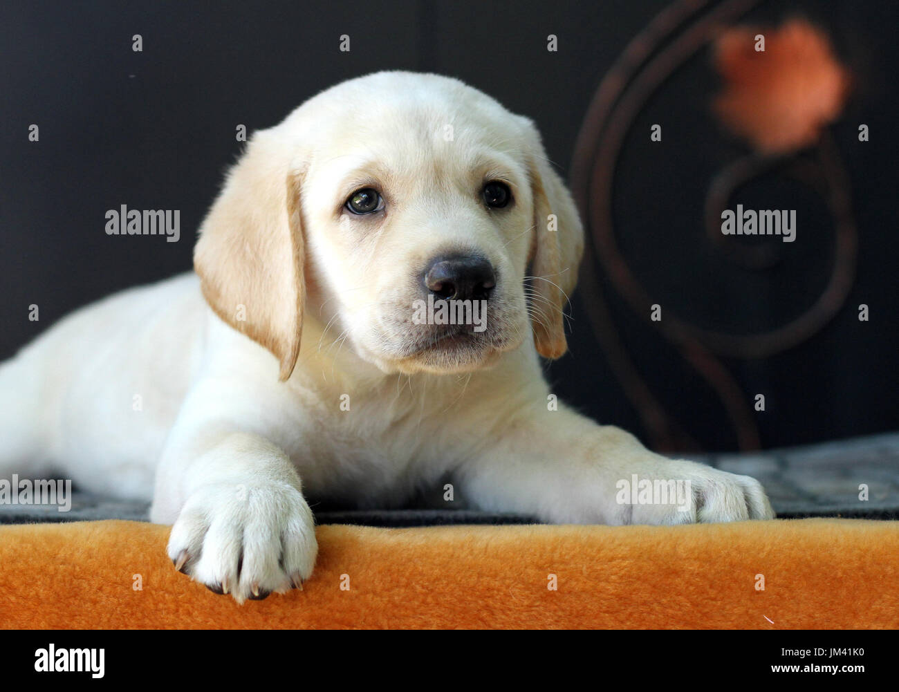 the little yellow labrador puppy sitting on yellow background Stock