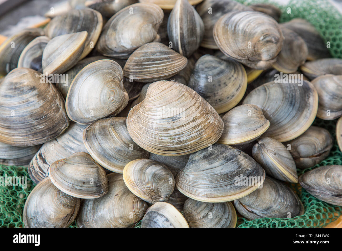 Clams from Sedge Island, NJ Stock Photo - Alamy