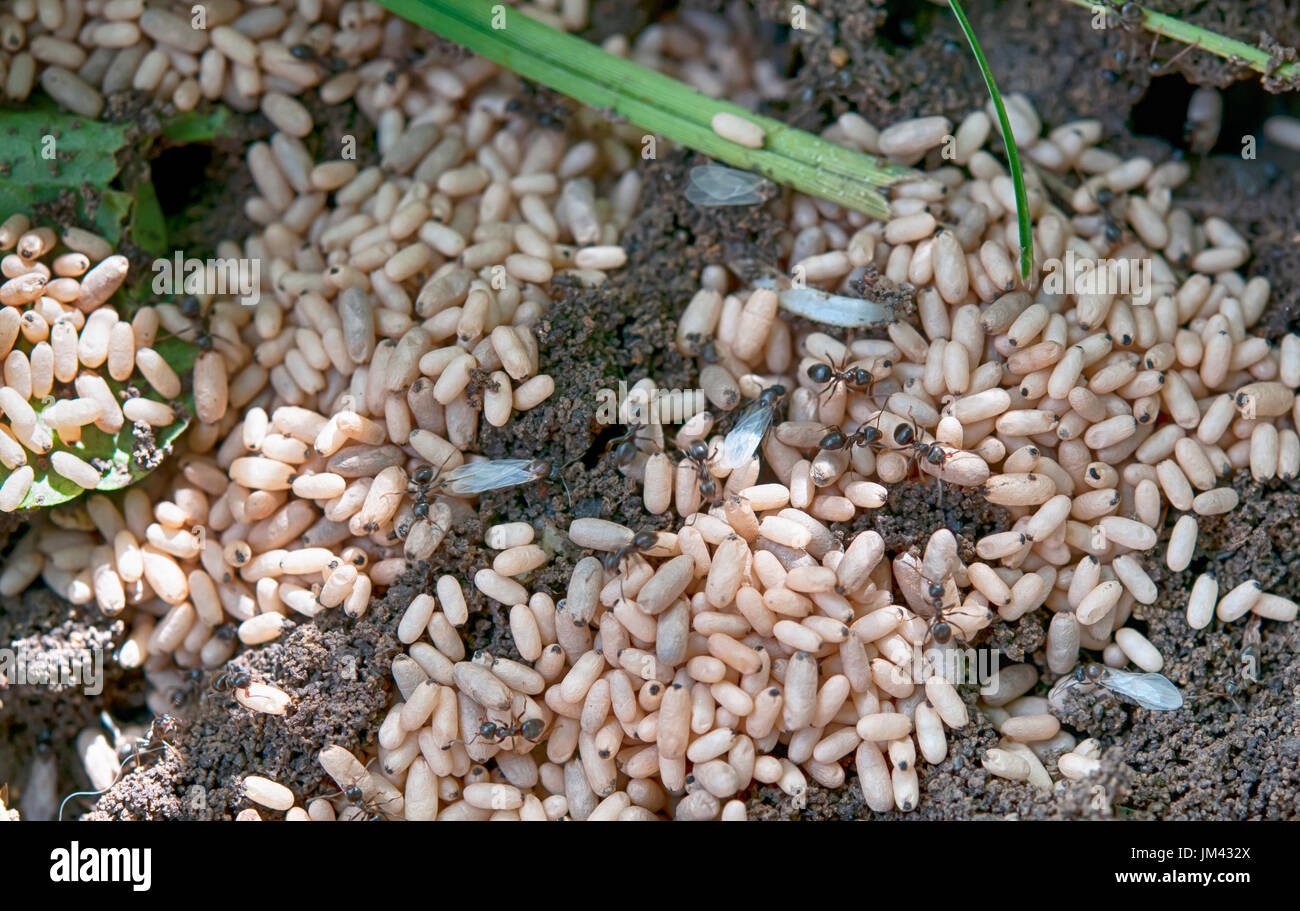 Carpenter ant nest hires stock photography and images Alamy
