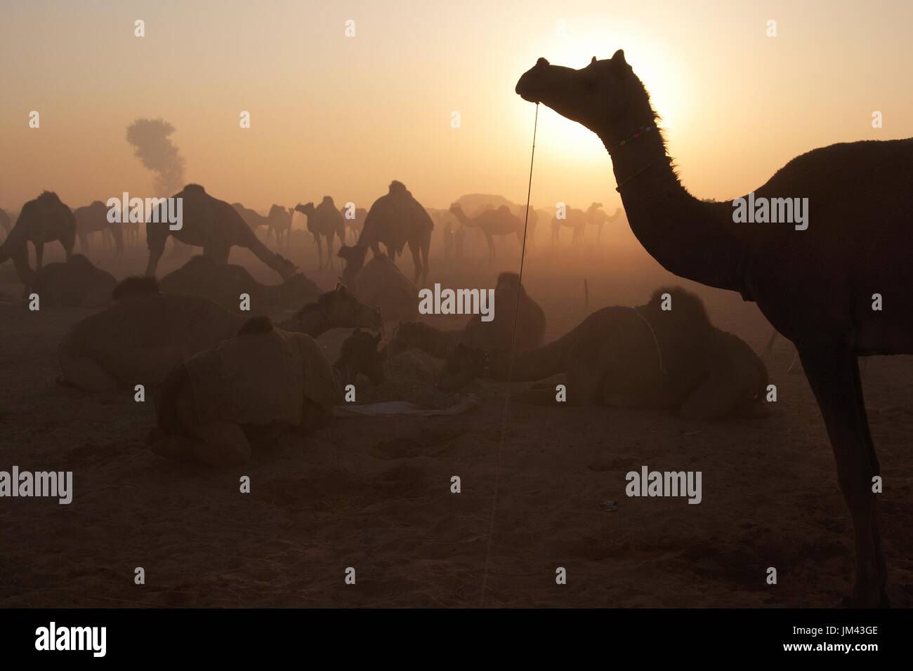 Camels at dawn at the annual Nagaur Fair in Naguar, Rajasthan, India Stock Photo