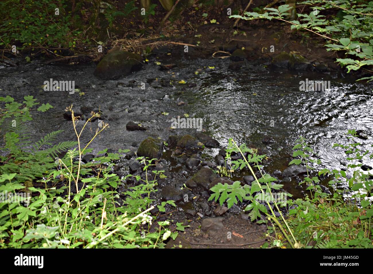 Stream with trees and grass hi-res stock photography and images - Alamy