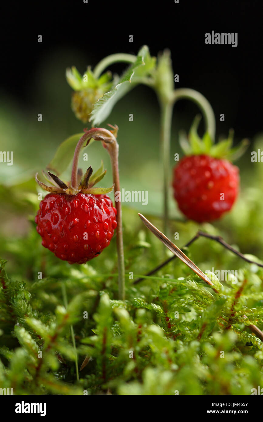 Wild strawberry on a background of moss. Macro shooting Stock Photo - Alamy