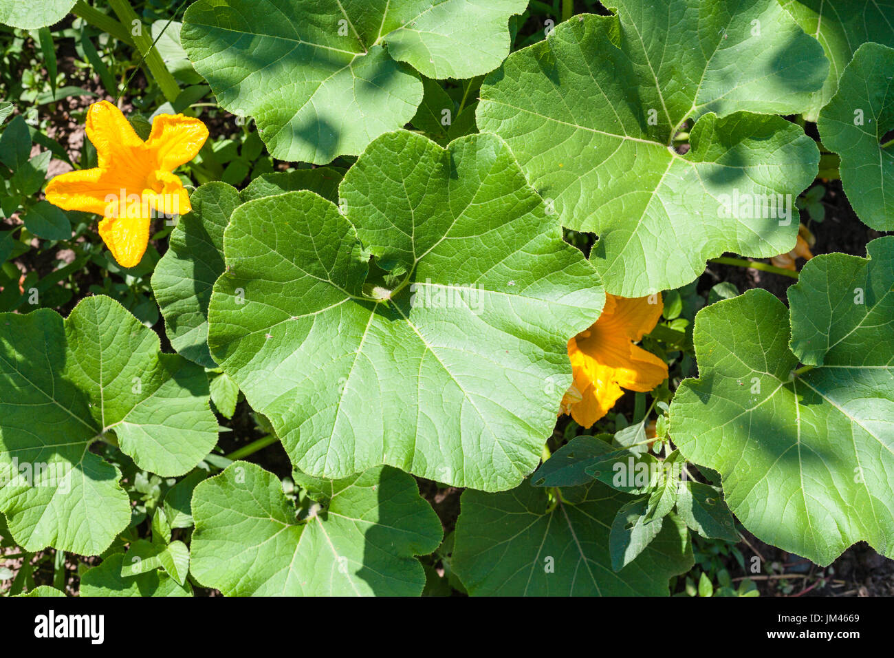 Yellow squash flower garden hires stock photography and images Alamy