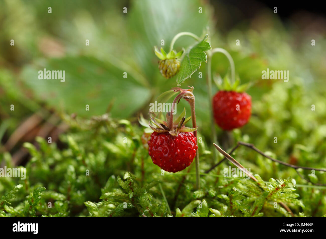 Wild strawberry on a background of moss. Macro shooting Stock Photo - Alamy