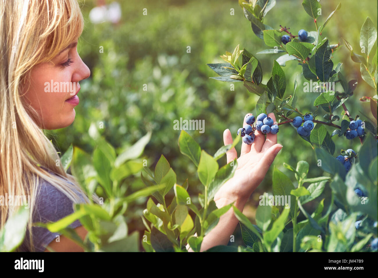 Pretty young woman is picking fruits on a blueberry field. Lensflare and vintage toned. Stock Photo