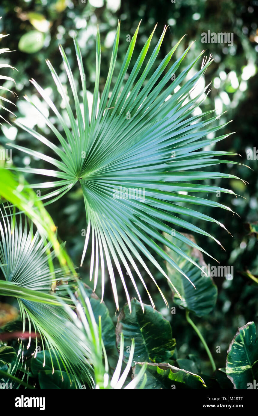 Palm frond Stock Photo
