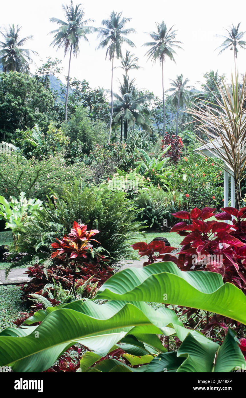 Tropical garden Stock Photo