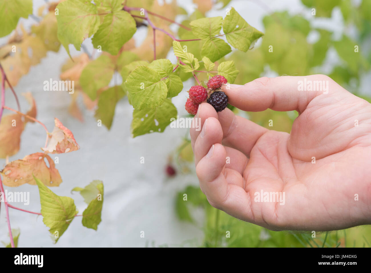 Rubus occidentalis 'Black Jewel'. Hand picking black raspberry fruit Stock Photo