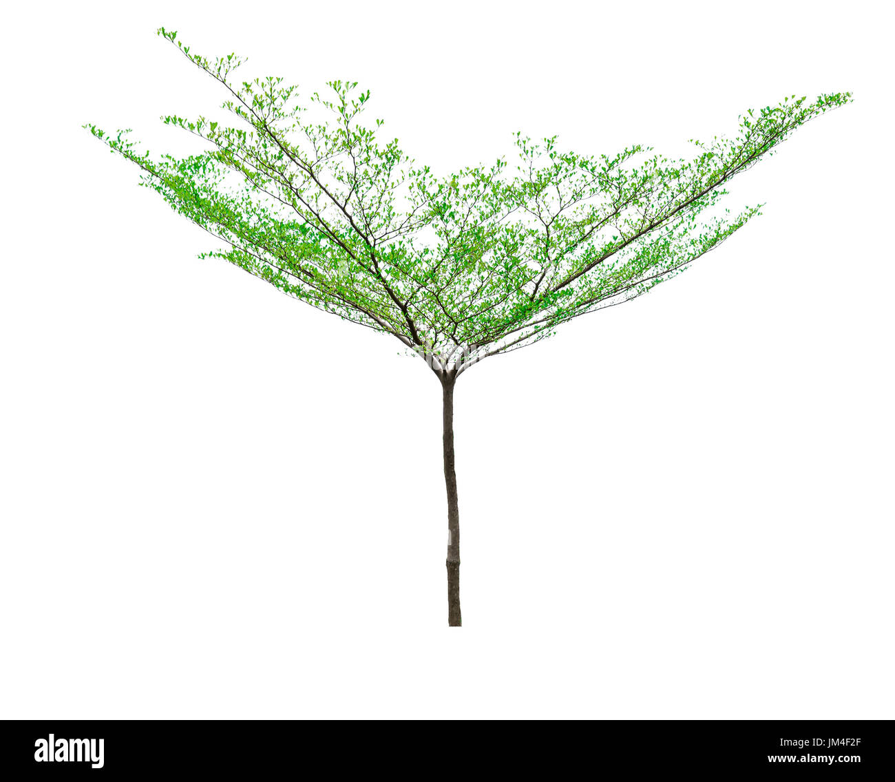 Green tree isolated on white background Stock Photo - Alamy