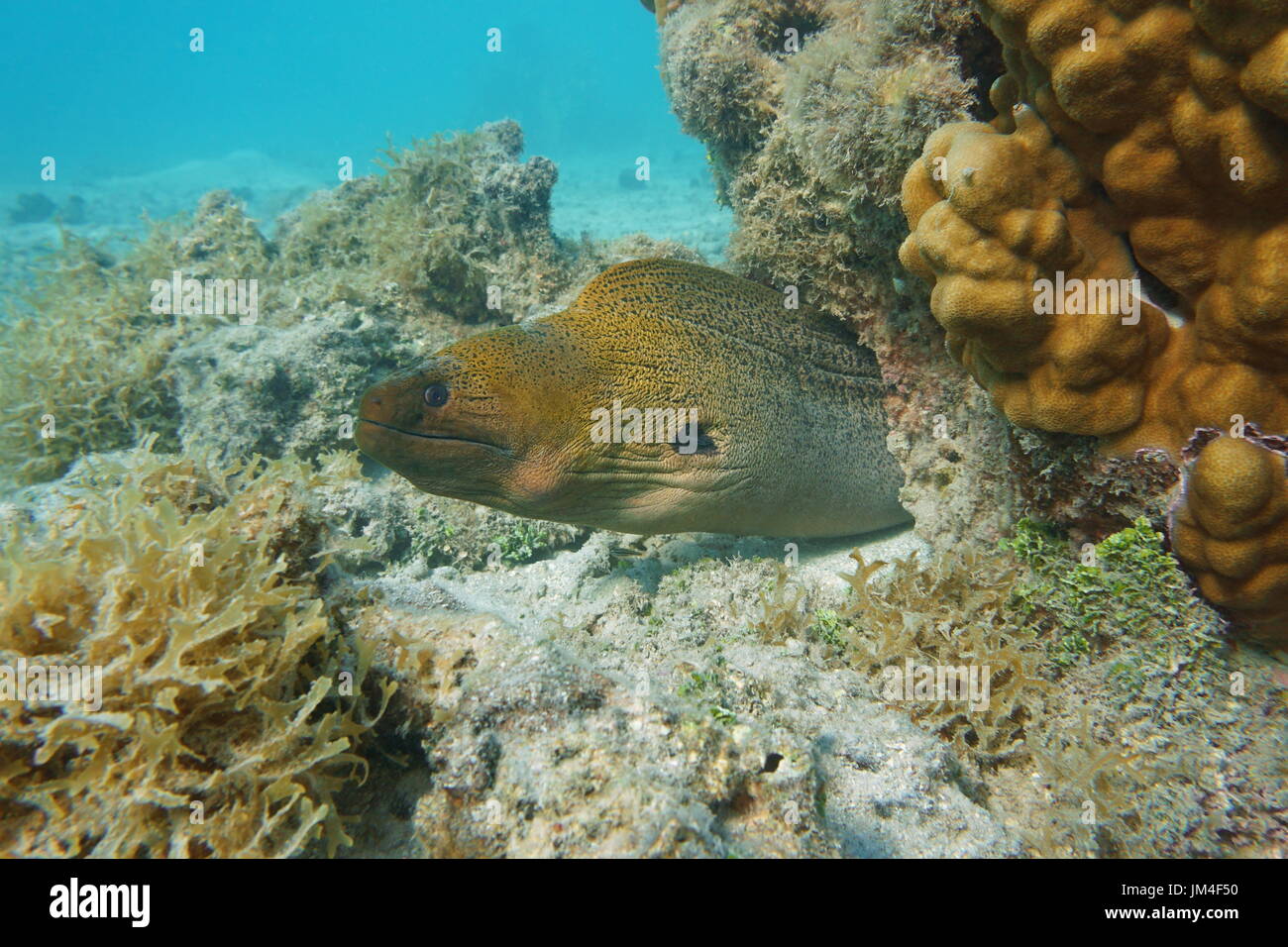 A giant moray eel, Gymnothorax javanicus, underwater in the lagoon of