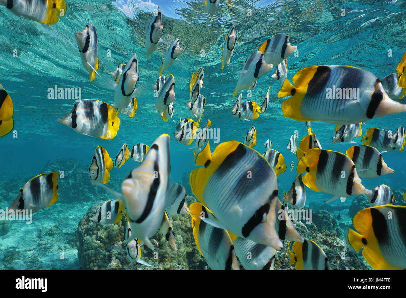 Shoal of fish Pacific double-saddle butterflyfish, Chaetodon ulietensis, underwater in the Pacific ocean, French Polynesia, Oceania Stock Photo