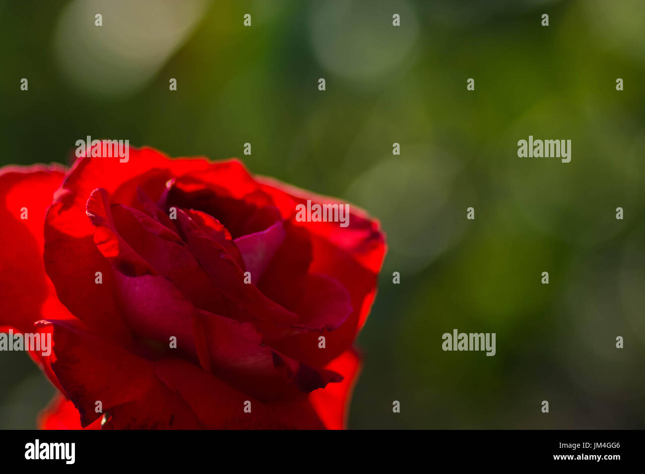 Beautiful red single rose hi-res stock photography and images - Alamy
