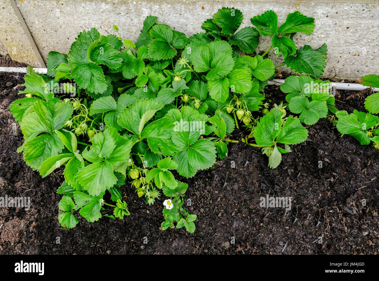 Strawberry plant growing in early summer with strawberries growing but ...