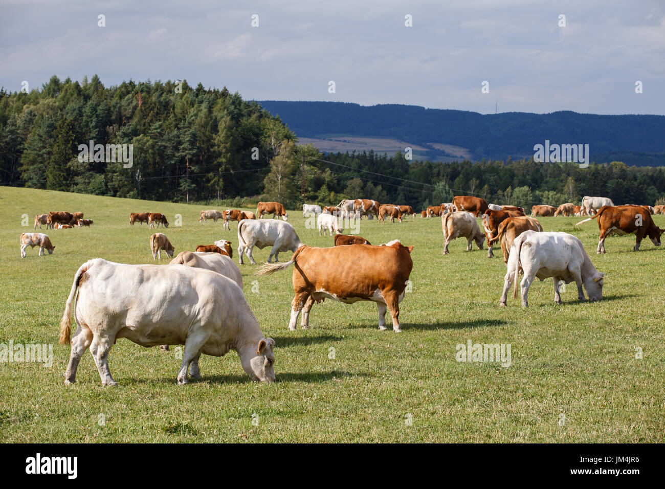 Herd of cows and calves grazing on a green meadow Stock Photo - Alamy