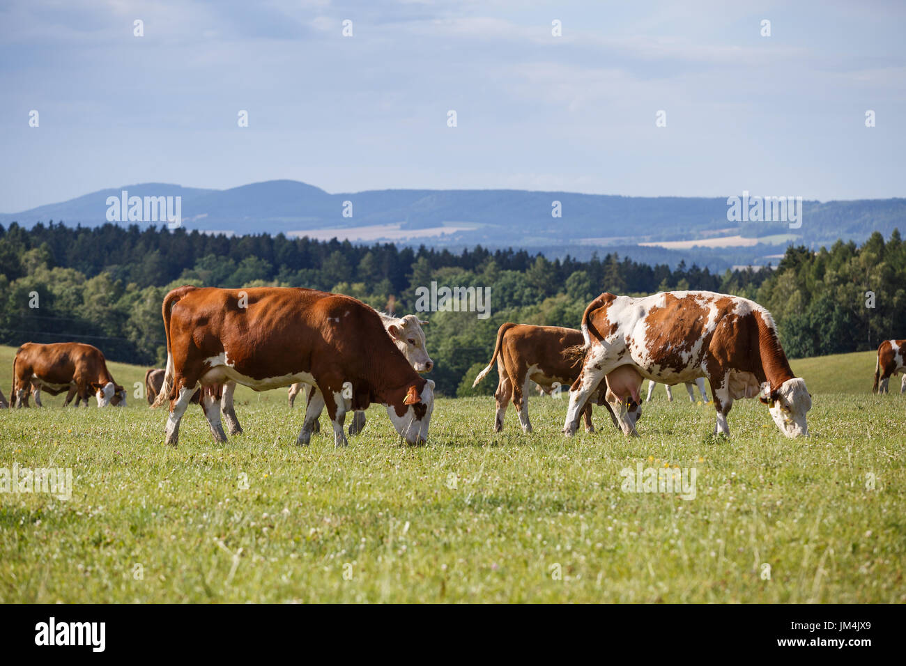 Herd of cows and calves grazing on a green meadow Stock Photo - Alamy