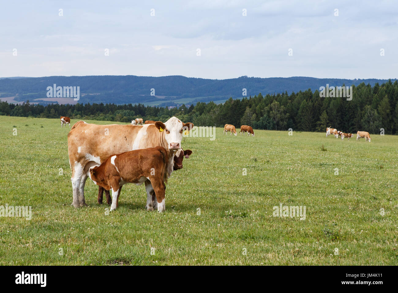 Cows and calves grazing on a green meadow in sunny day, Farm animals ...