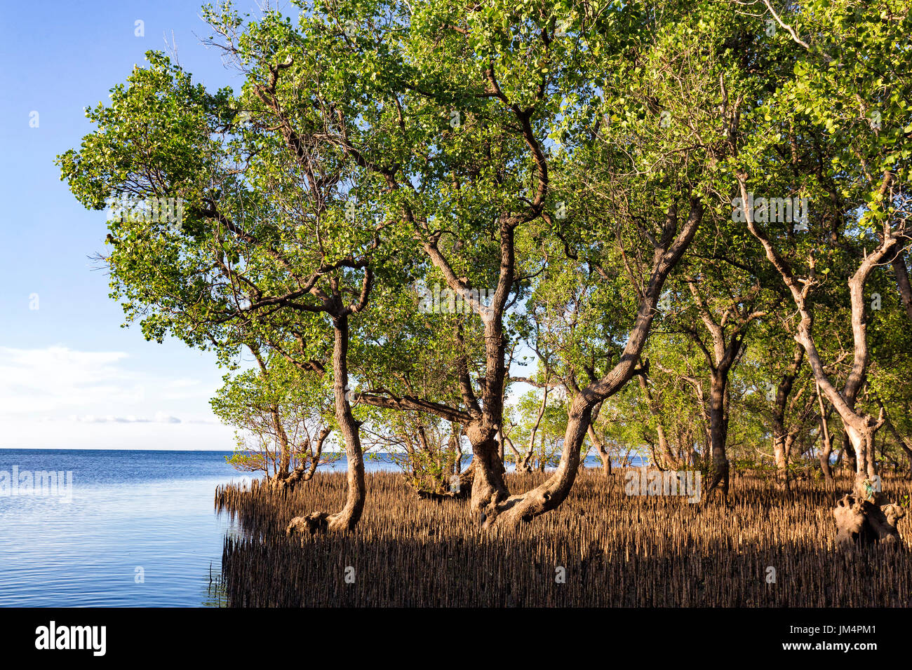 A mangrove forest just outside of Maumere on Flores island in Indonesia. Stock Photo