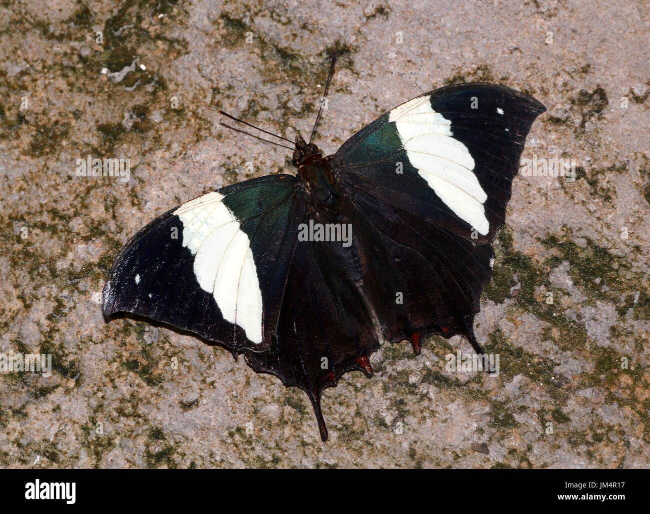 Central / South American Silver studded Leafwing Butterfly (Hypna clytemnestra), dorsal view. A.k.a. Jazzy Leafwing or Marbled Leafwing. Stock Photo