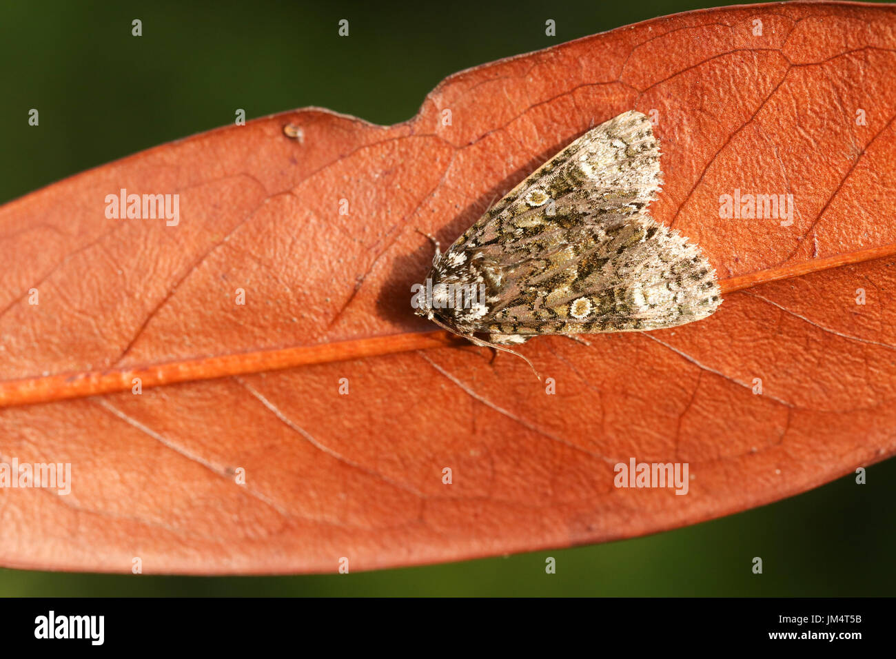 A Coronet Moth (Craniophora ligustri) perched on a leaf. Stock Photo