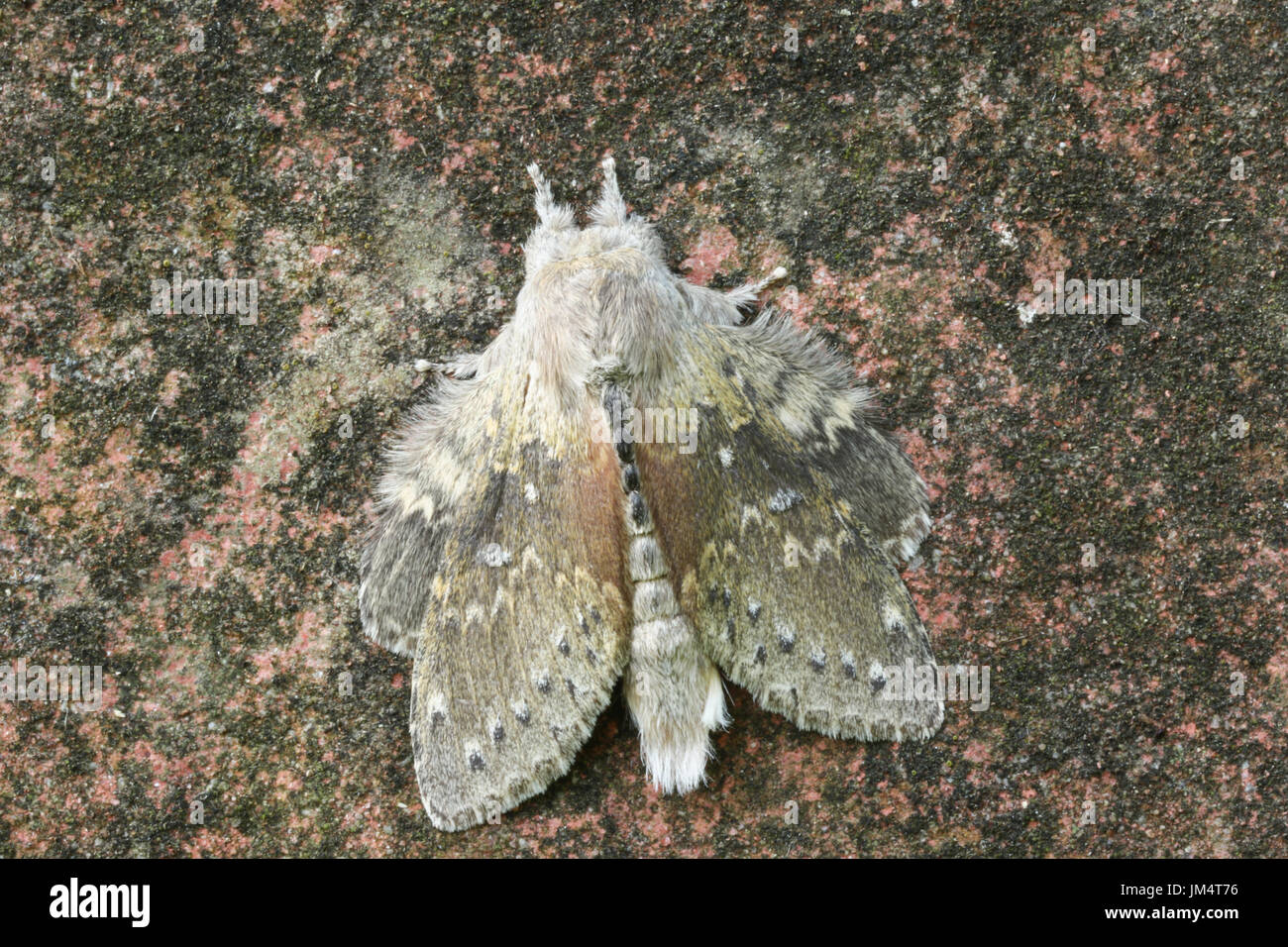 A stunning Lobster Moth (Stauropus fagi), also known as lobster prominent perched on a wall