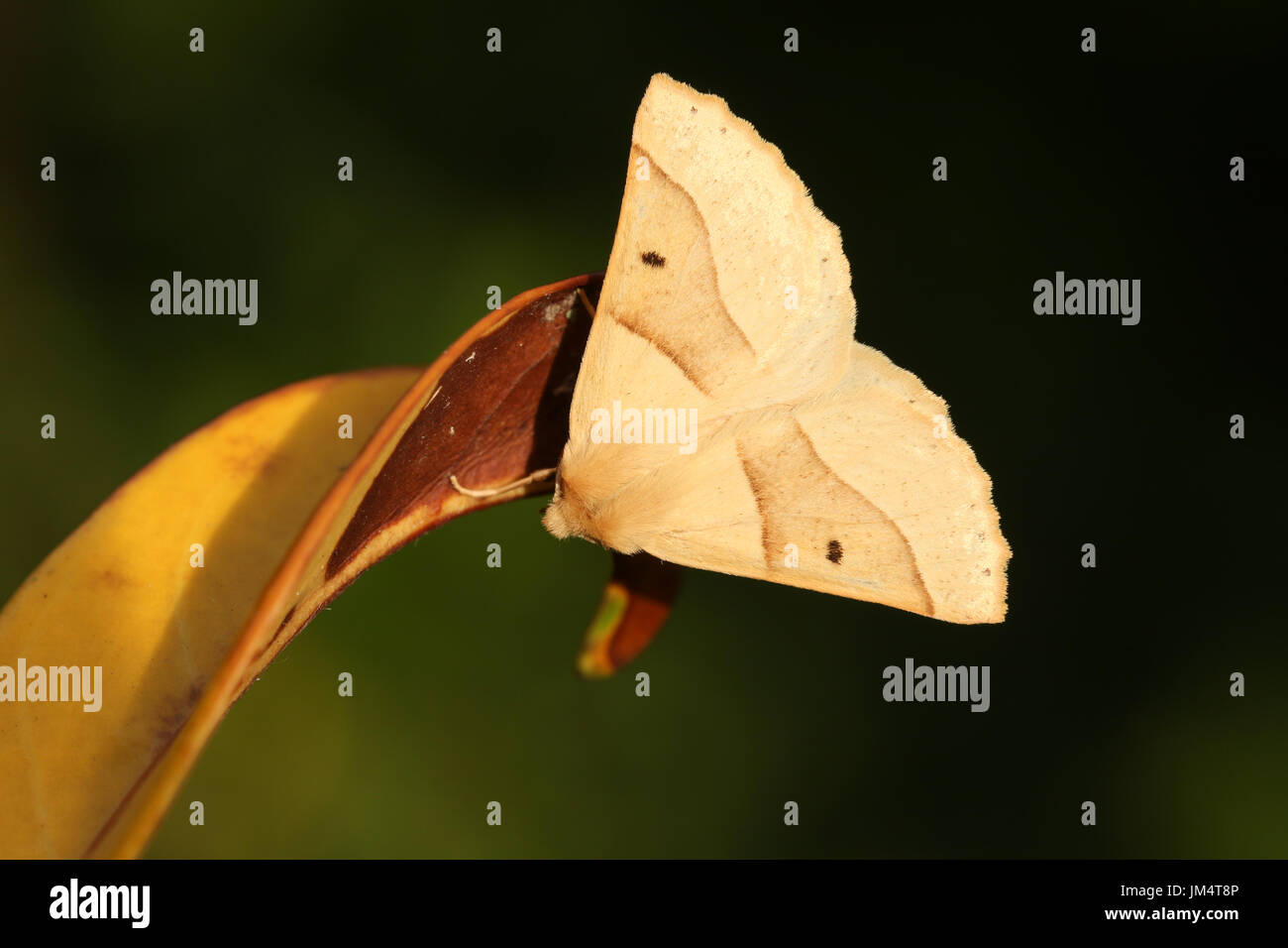 A pretty Scalloped Oak Moth (Crocallis elinguaria) perched on a leaf. Stock Photo