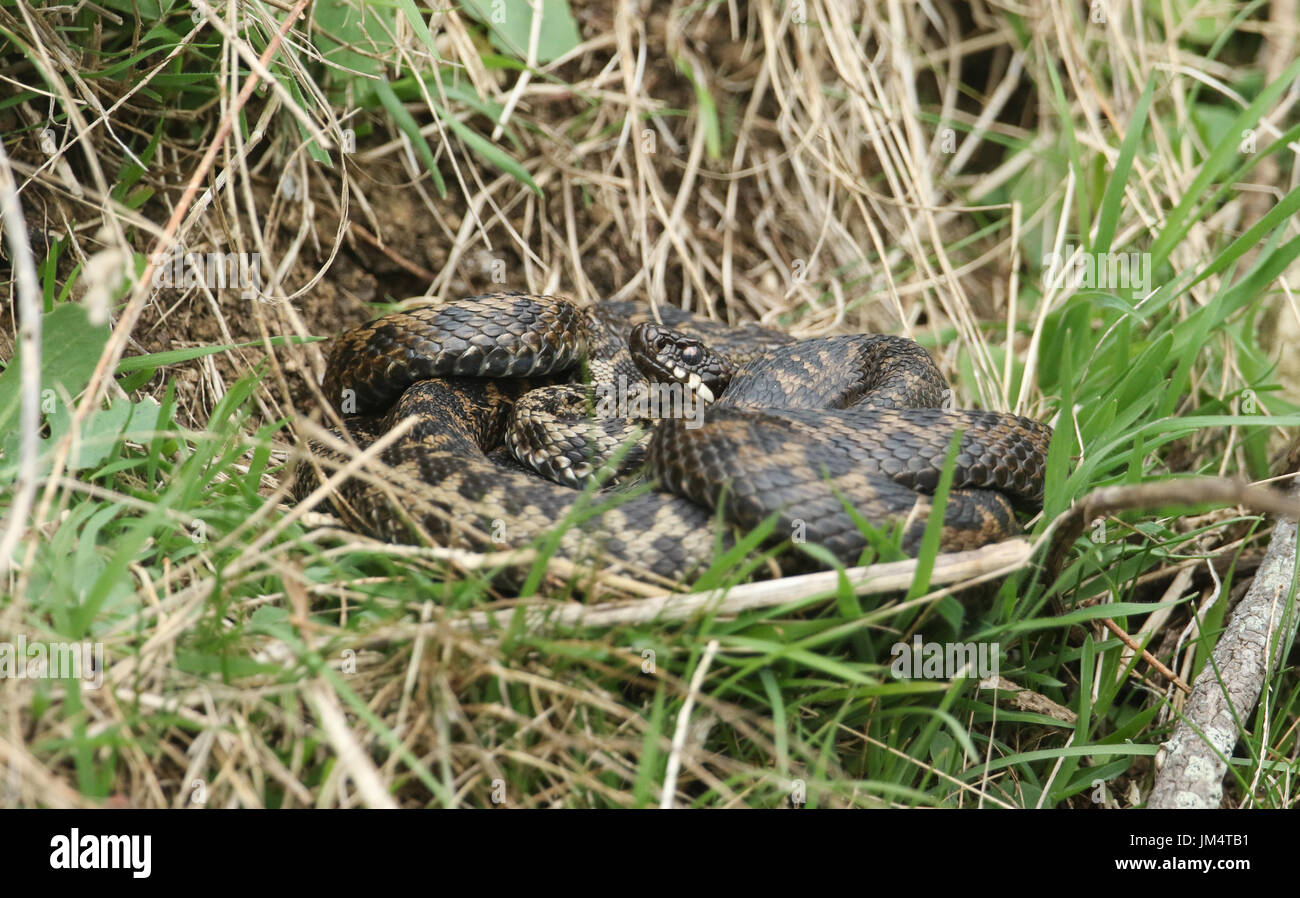 Adders (Vipera berus) coiled together in the grass. Stock Photo