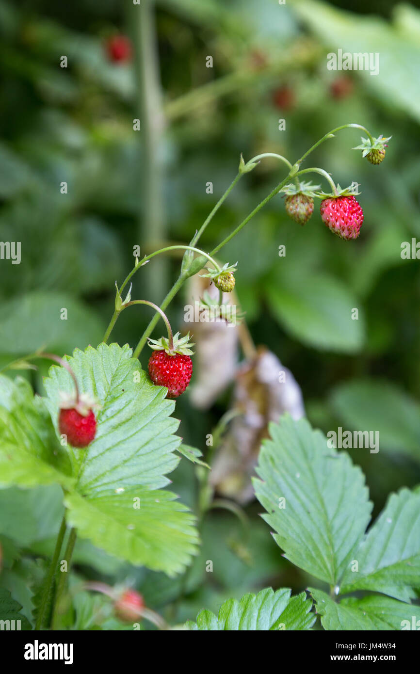 Close-up of wild strawberries (or woodland strawberry, Alpine strawberry, European strawberry, or fraisier des bois) (Fragaria vesca). Stock Photo