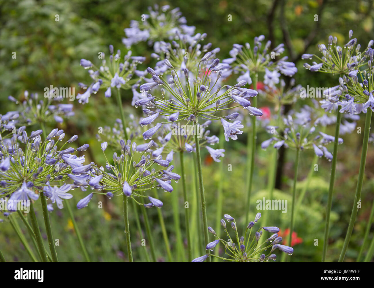 Agapanthus plant in the summer rain Stock Photo