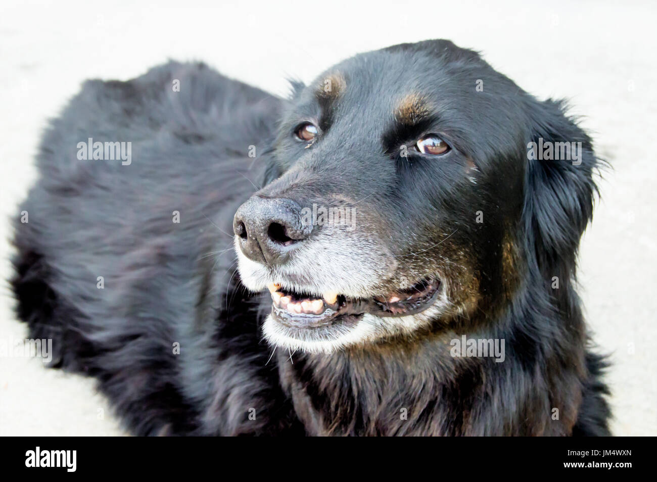 A black dog sitting on the concrete Stock Photo - Alamy