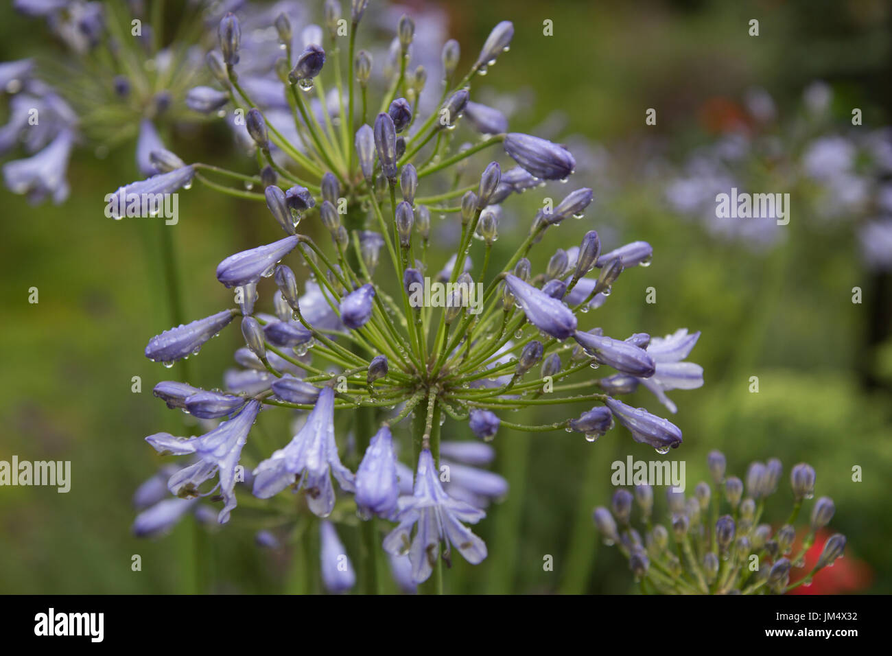 Agapanthus plant in the summer rain Stock Photo
