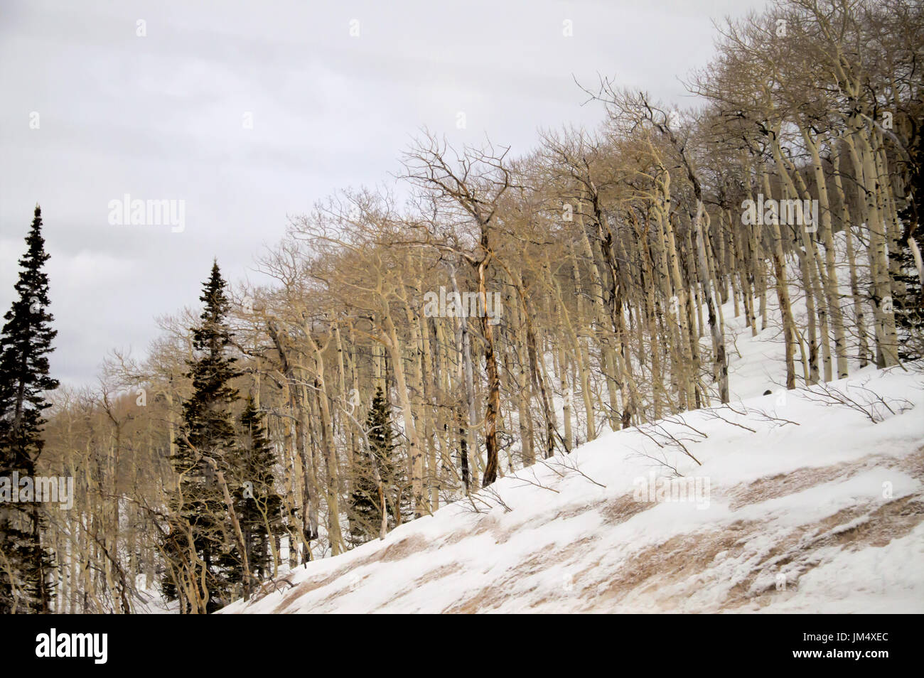 Birch tree on mountain slope hires stock photography and images Alamy