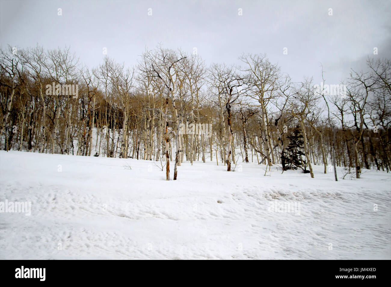 Birch tree on mountain slope hires stock photography and images Alamy