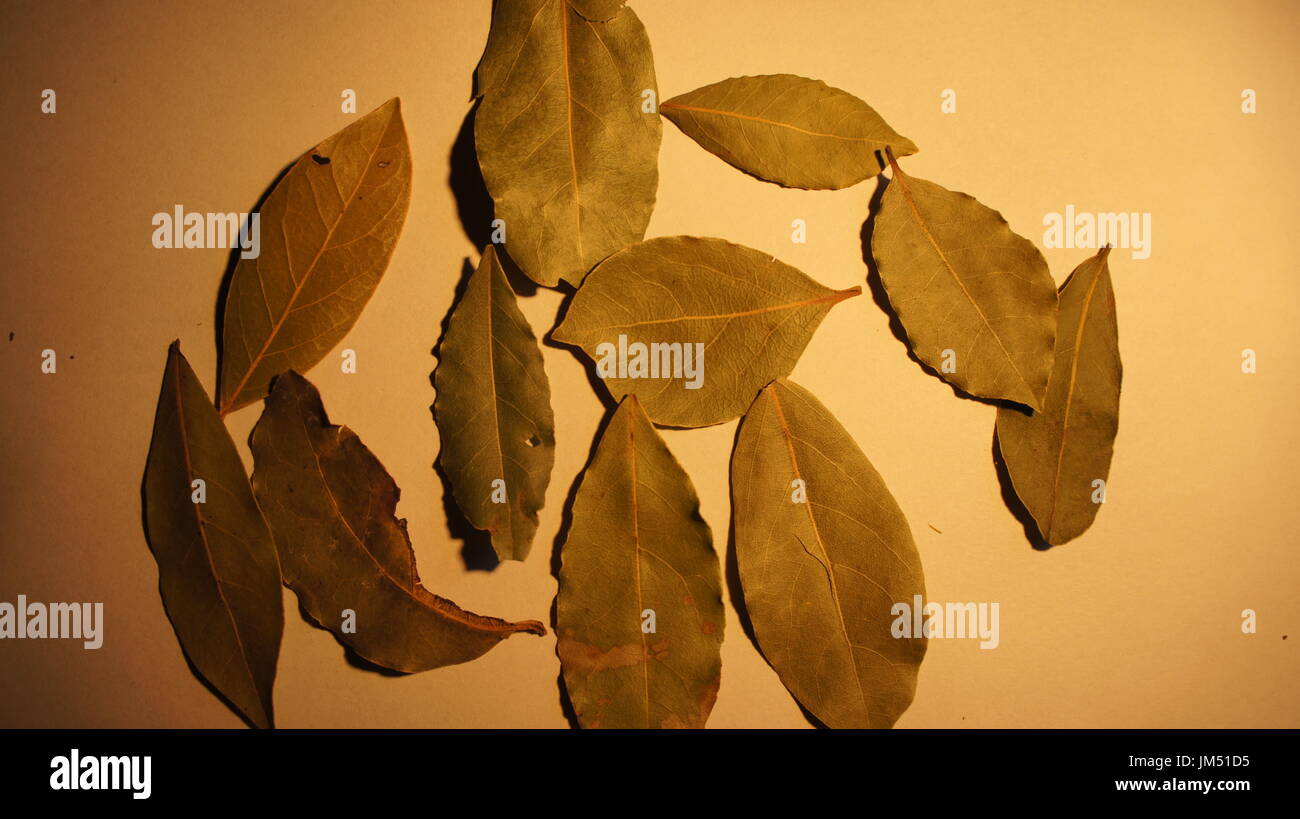 Dry Bay laurel leaves on white Stock Photo Alamy